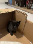 Filhotes de Gato