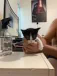 Filhotes de Gato