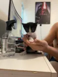 Filhotes de Gato