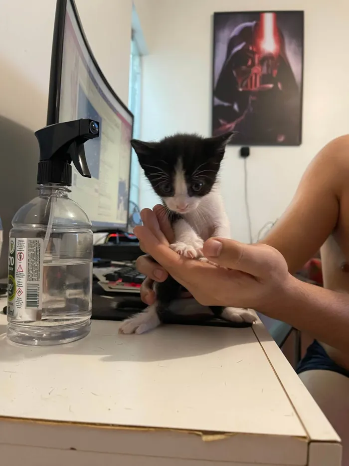 Gato ra a SRD idade Abaixo de 2 meses nome Filhotes de Gato