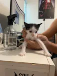 Filhotes de Gato