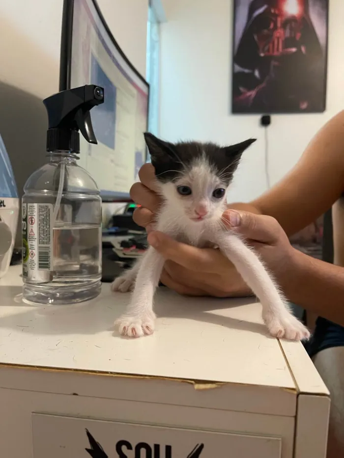 Gato ra a SRD idade Abaixo de 2 meses nome Filhotes de Gato