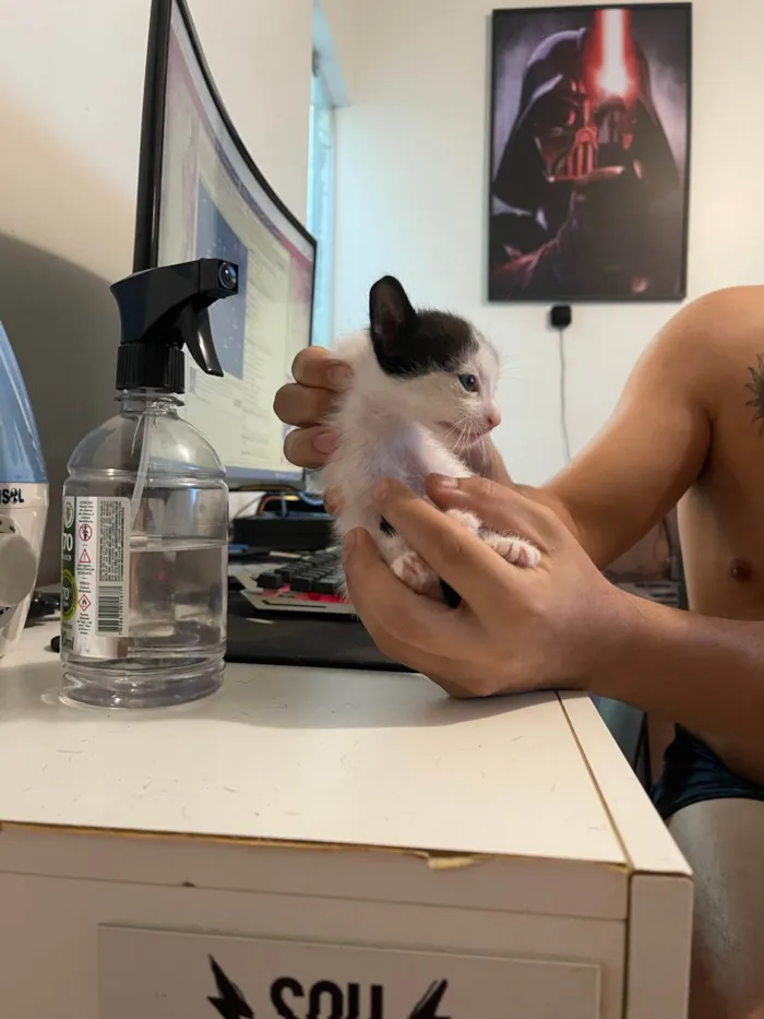 Gato ra a SRD idade Abaixo de 2 meses nome Filhotes de Gato
