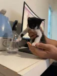 Filhotes de Gato