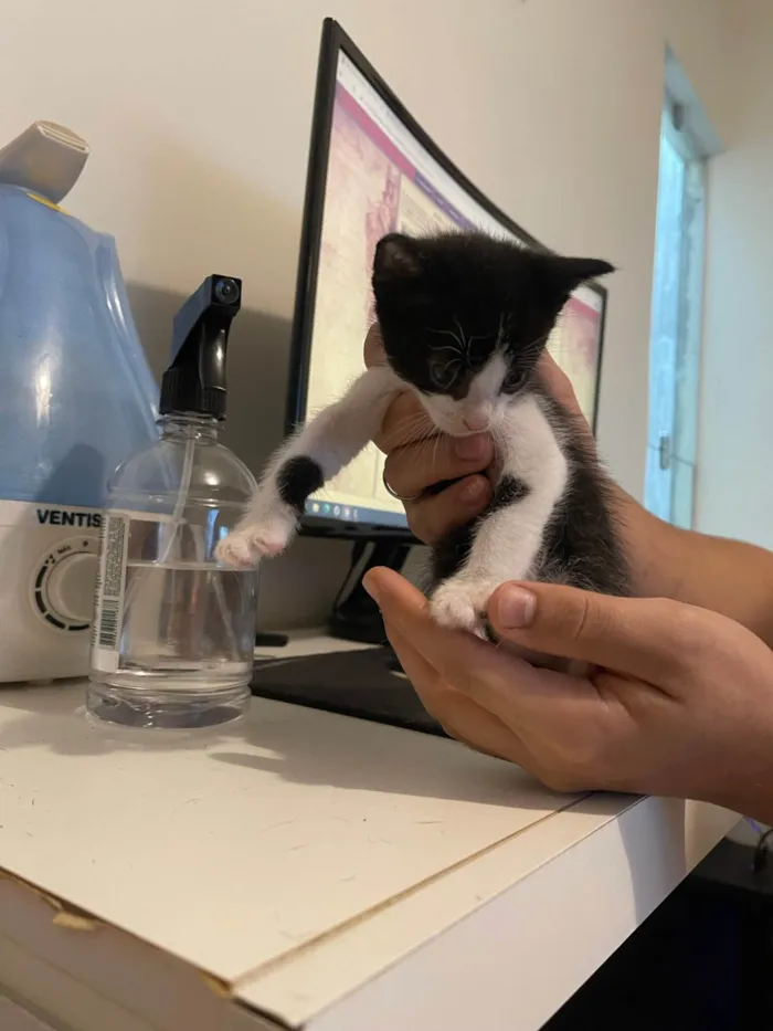 Gato ra a SRD idade Abaixo de 2 meses nome Filhotes de Gato