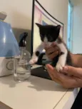 Filhotes de Gato