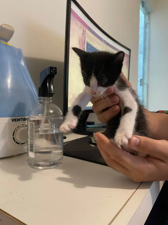 Gato ra a SRD idade Abaixo de 2 meses nome Filhotes de Gato