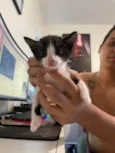 Filhotes de Gato
