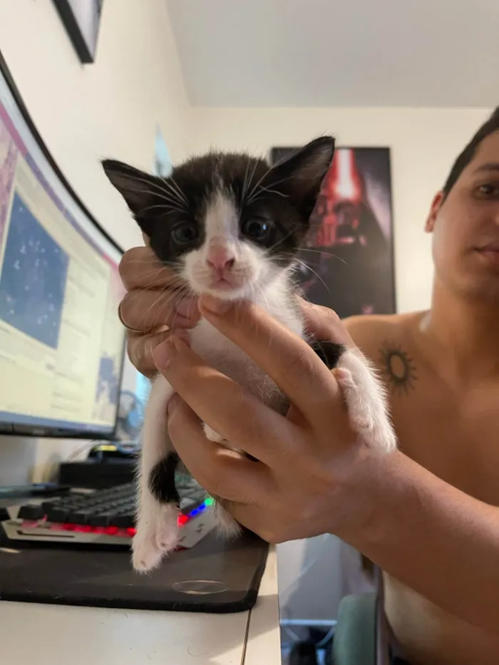 Gato ra a SRD idade Abaixo de 2 meses nome Filhotes de Gato