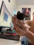 Filhotes de Gato