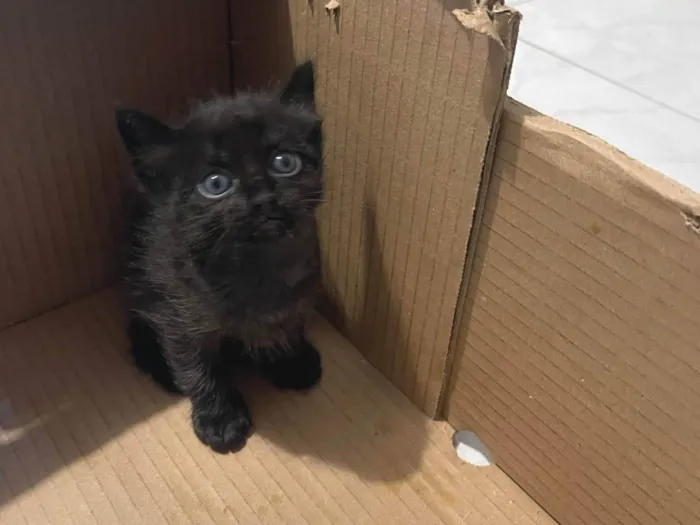 Gato ra a SRD idade Abaixo de 2 meses nome Filhotes de Gato