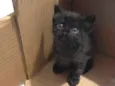 Filhotes de Gato