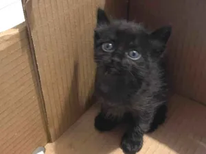 Gato raça SRD idade Abaixo de 2 meses nome Filhotes de Gato