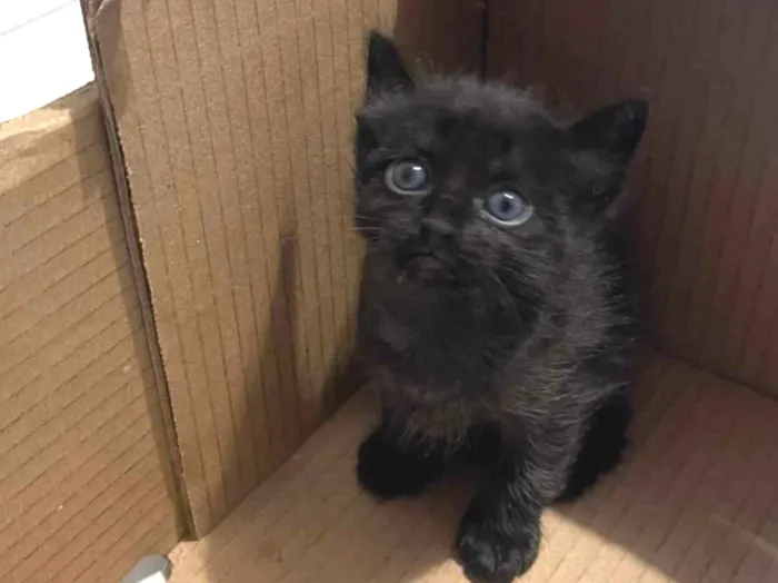 Gato ra a SRD idade Abaixo de 2 meses nome Filhotes de Gato