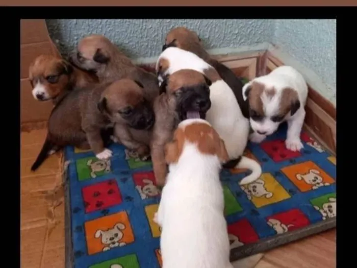 Cachorro ra a SRD idade Abaixo de 2 meses nome Filhotes