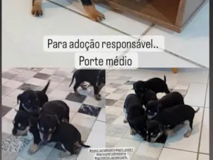 Cachorro raça SRD-ViraLata idade Abaixo de 2 meses nome Pretinha 