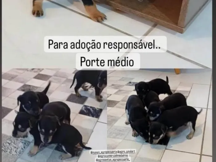 Cachorro ra a SRD-ViraLata idade Abaixo de 2 meses nome Pretinha 