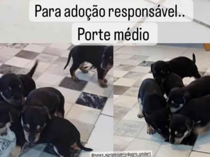 Cachorro ra a SRD-ViraLata idade Abaixo de 2 meses nome Pretinha 