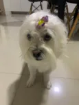 Perola