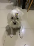 Perola