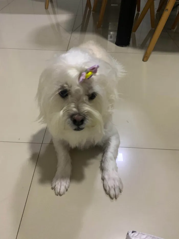Cachorro ra a SRD-ViraLata idade 1 ano nome Perola