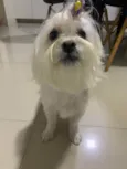Perola