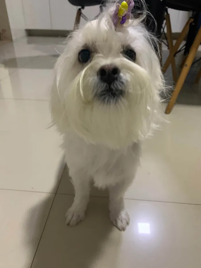 Cachorro ra a SRD-ViraLata idade 1 ano nome Perola