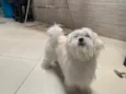 Perola
