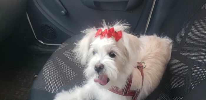 Cachorro ra a SRD-ViraLata idade 1 ano nome Perola
