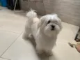 Perola