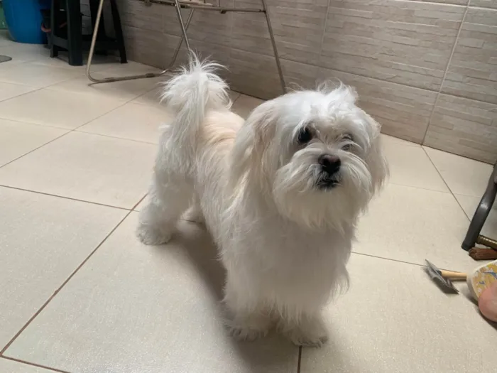 Cachorro ra a SRD-ViraLata idade 1 ano nome Perola