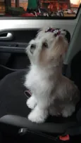 Perola