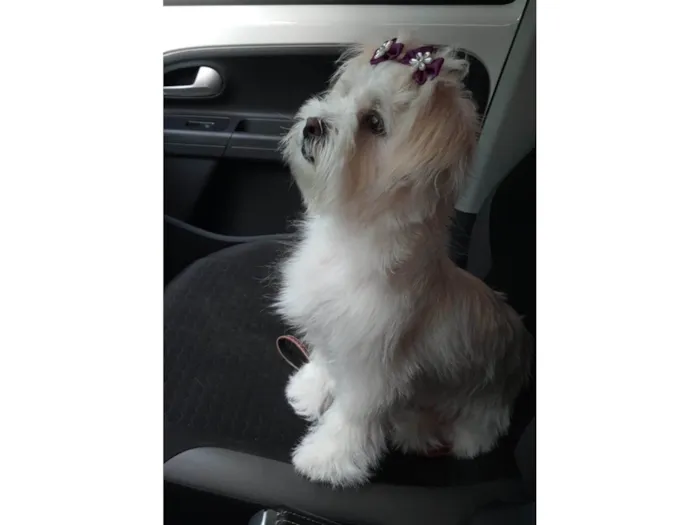 Cachorro ra a SRD-ViraLata idade 1 ano nome Perola
