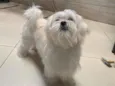 Perola
