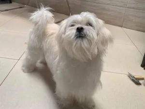 Cachorro raça SRD-ViraLata idade 1 ano nome Perola