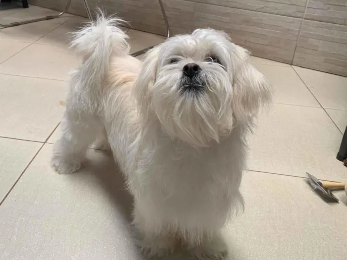 Cachorro ra a SRD-ViraLata idade 1 ano nome Perola
