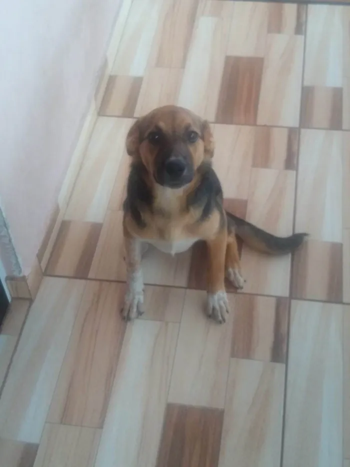 Cachorro ra a SRD-ViraLata idade 7 a 11 meses nome Kakau