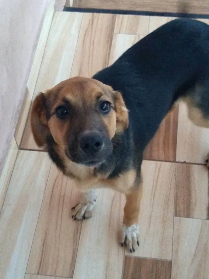 Cachorro ra a SRD-ViraLata idade 7 a 11 meses nome Kakau