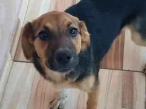Cachorro raça SRD-ViraLata idade 7 a 11 meses nome Kakau