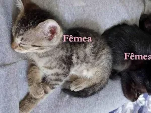 Gato raça SRD-ViraLata idade Abaixo de 2 meses nome BEBEZINHOS