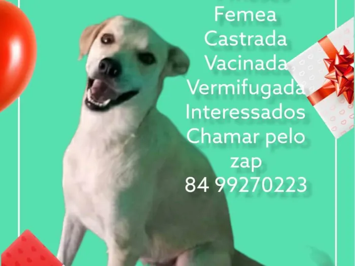 Cachorro raça Srd idade 2 a 6 meses nome Lina