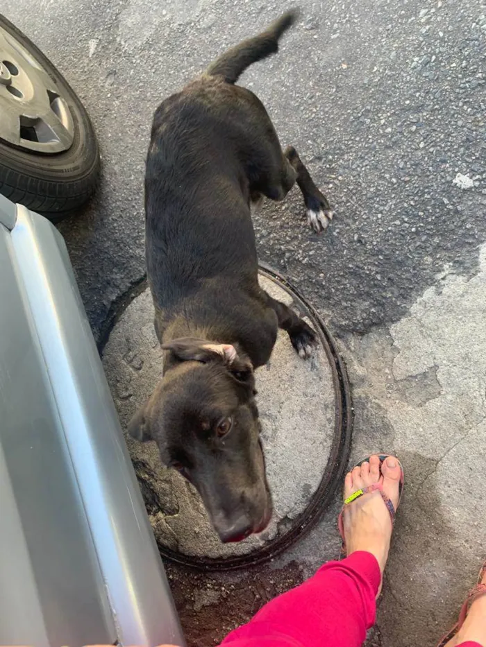 Cachorro ra a SRD-ViraLata idade 2 anos nome Luana