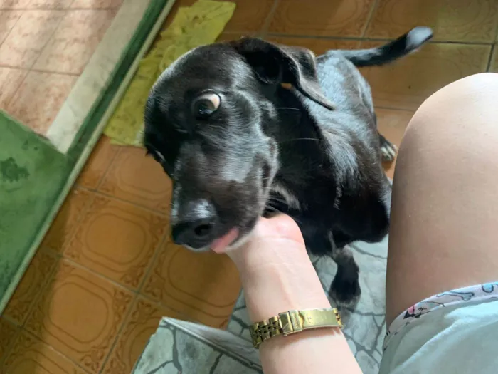 Cachorro ra a SRD-ViraLata idade 2 anos nome Luana