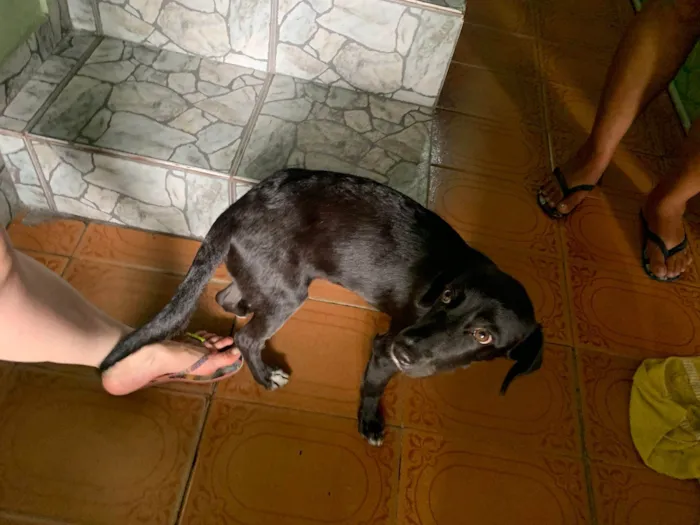 Cachorro ra a SRD-ViraLata idade 2 anos nome Luana