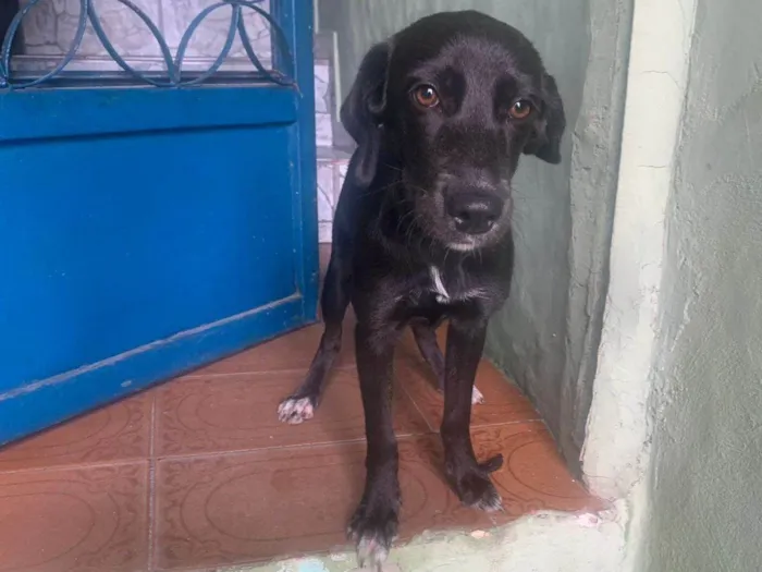 Cachorro ra a SRD-ViraLata idade 2 anos nome Luana