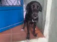 Luana