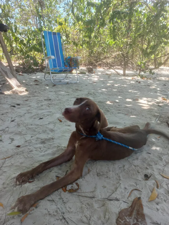 Cachorro ra a SRD-ViraLata idade Abaixo de 2 meses nome Vida Maria