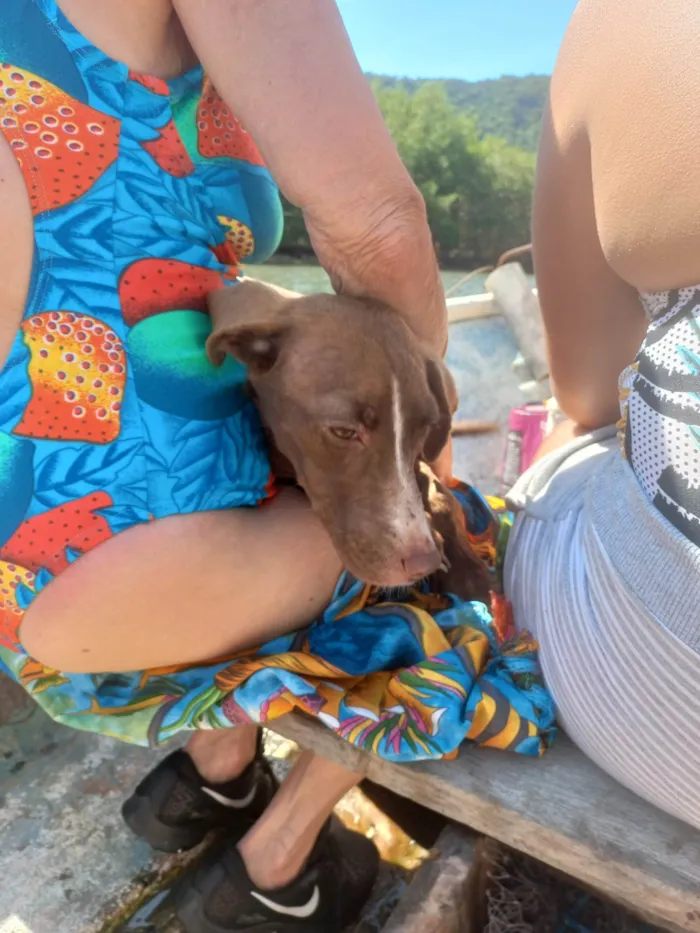 Cachorro ra a SRD-ViraLata idade Abaixo de 2 meses nome Vida Maria