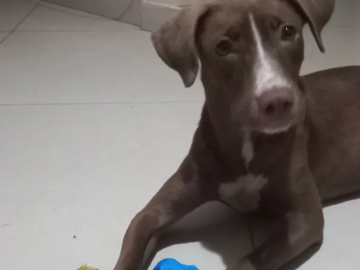 Cachorro ra a SRD-ViraLata idade Abaixo de 2 meses nome Vida Maria