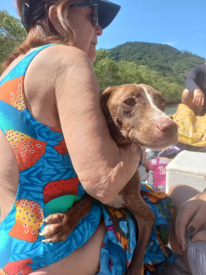Cachorro ra a SRD-ViraLata idade Abaixo de 2 meses nome Vida Maria